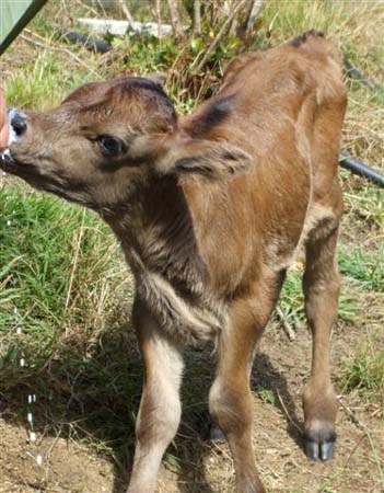CALF RESCUED FROM PADDOCK OF HORRORS (New Zealand)