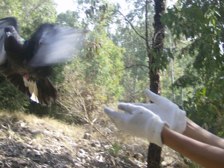 Two Doves and a Turkey Rescued
