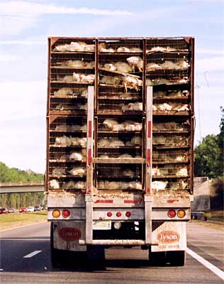 Chickens With Broken Wings and Necks