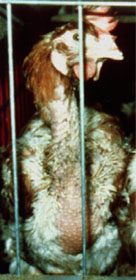 Many forced molt birds freeze to death