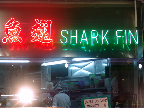 Shark Fin Soup Is Increasing in Popularity in Asia and Beyond