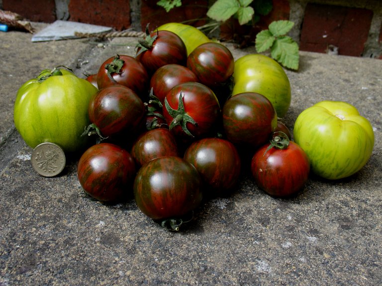 Green and Black Tigerella tomatoes