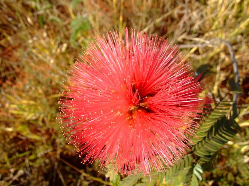 the earth is calling