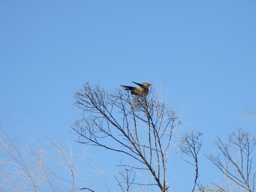 Bird of Cerrado