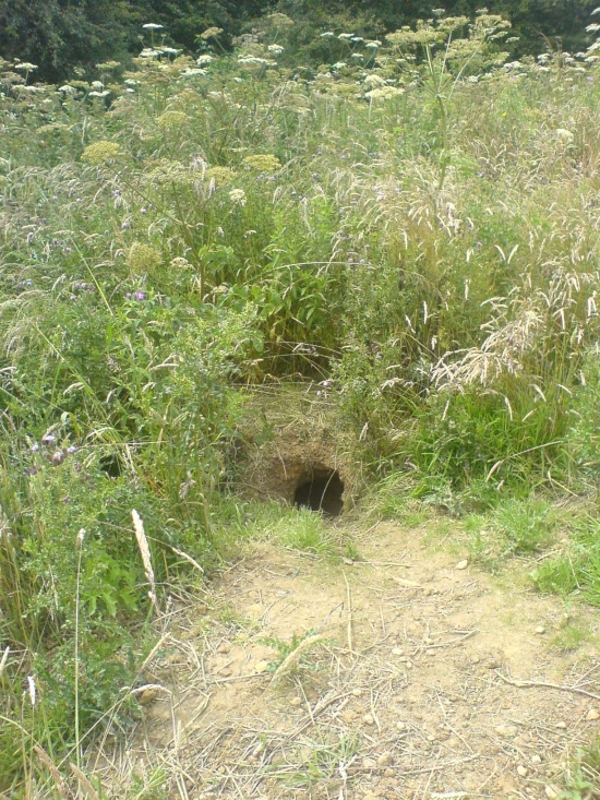 a badger set, fenced off by UK Coal (just south of the woods)