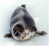 Victory for the Seals