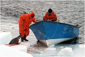 Two sealers dragging a seal pup by a hook through its head