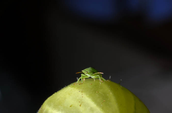 Green Ateroid with parasite