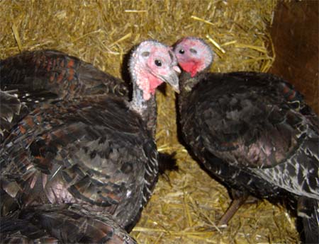 CHRISTMAS COMES EARLY FOR 51 TURKEYS (UK)