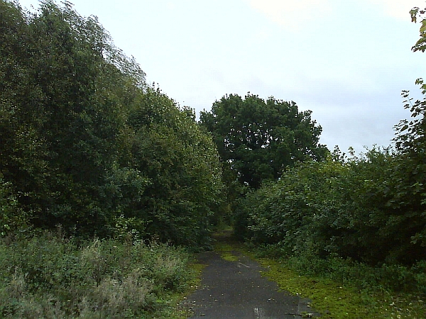 Some of the mature trees