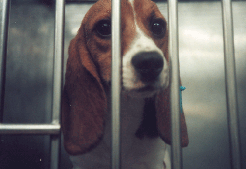 Inside HLS - USA, 1997