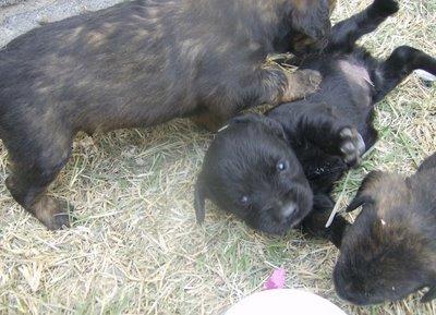 Four puppies rescued
