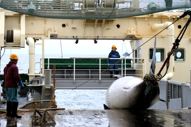 Whale about to be butchered for whale steaks (Photo: ICR)
