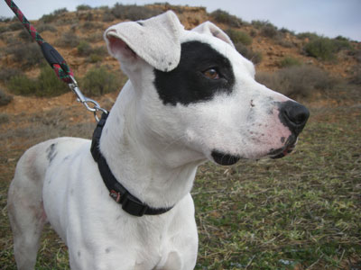DOG RESCUED FROM ABUSE, IN HONOR OF IMPRISONED ACTIVIST (Spain)