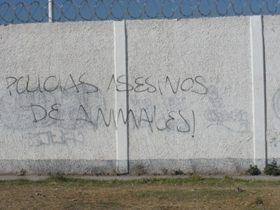GRAFFITI PROTEST AGAINST SLAUGHTER OF DOGS (Mexico)