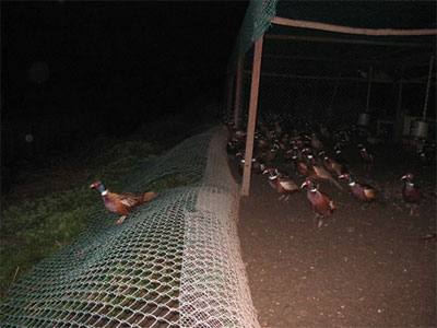 PHOTOS, COMMUNIQUE RELEASED FROM PHEASANT FARM RAID (Italy)