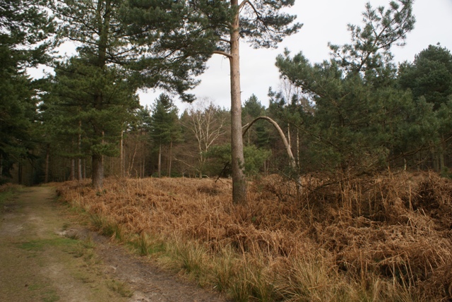 Ancient Bury Hill Wood