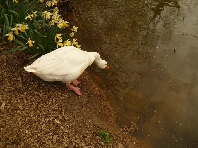 a goose considers pollution