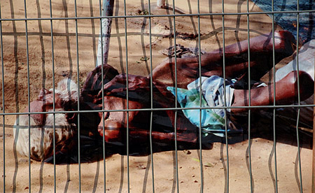 Succumming to starvation.