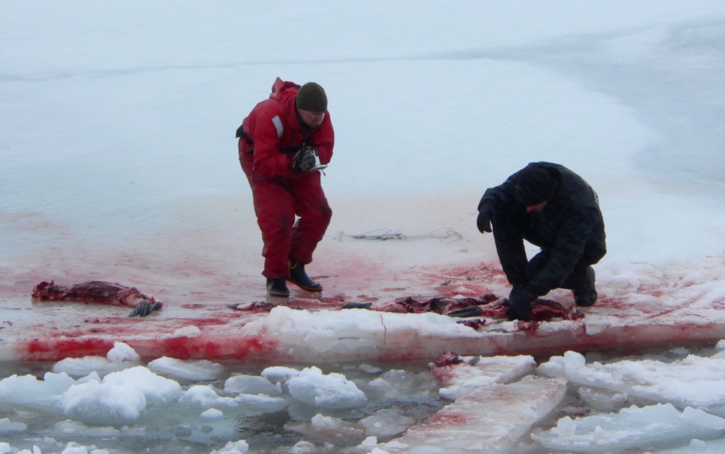Jerry Vlasak, representing Sea Shepherd, examines a brutally murdered seal, 2005