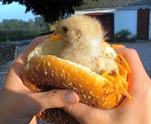 Objectification of Living Beings