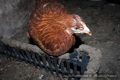 65 HENS FREED (Czech Republic)