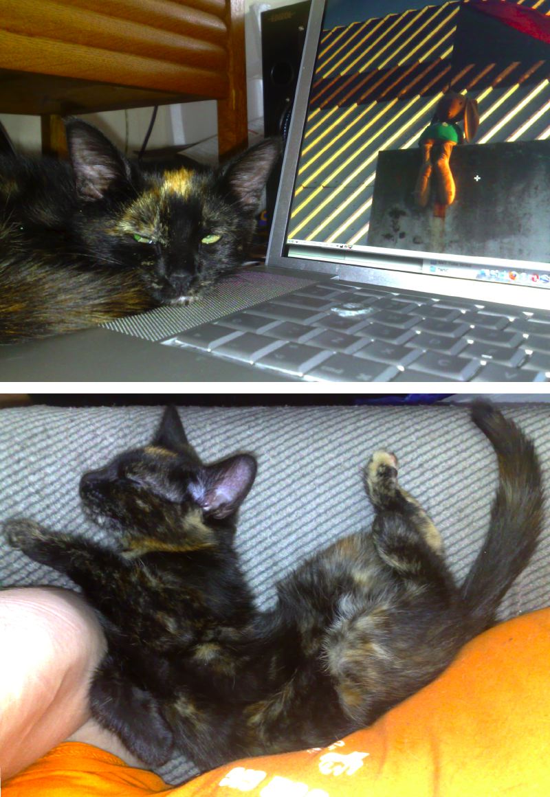 E4. Editing Distraction – Rosa, Wadical Wabbit, & Twitchy Kitten Dreaming