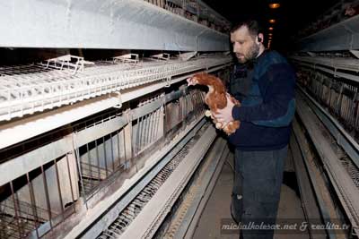 17 HENS RESCUED (Czech Republic)