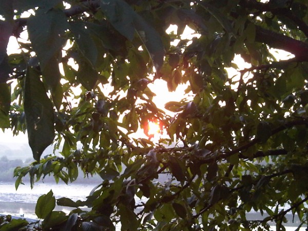Site is on wooded cycle path (should that be psychopath?)