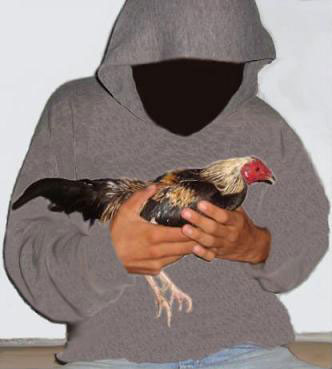 ROOSTER LIBERATED (Mexico)