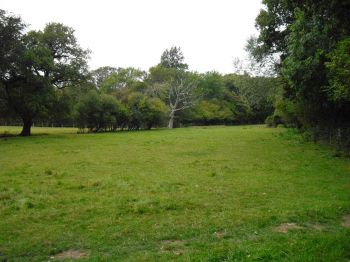 nice woodland (for how much longer?)