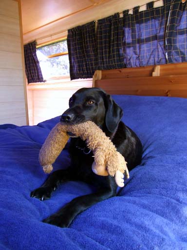 A local river resident, possibly Ship's Dog.