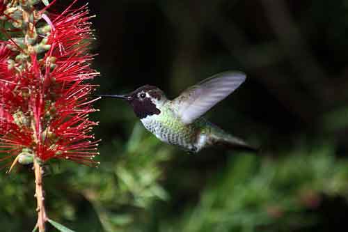 Hummingbird feeding