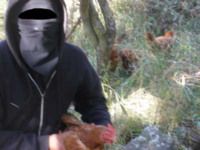 FIVE HENS LIBERATED (Mexico)