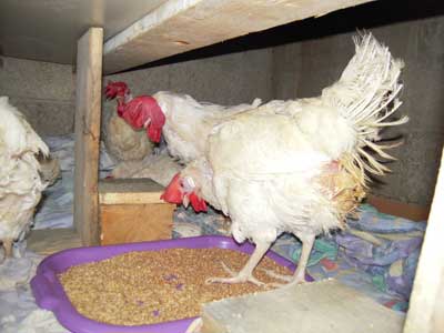 HENS LIBERATED FROM BATTERY CAGE (Israel)