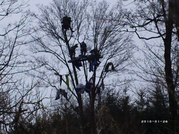 A protestor climbs into the highest branches to dodge the climbing team