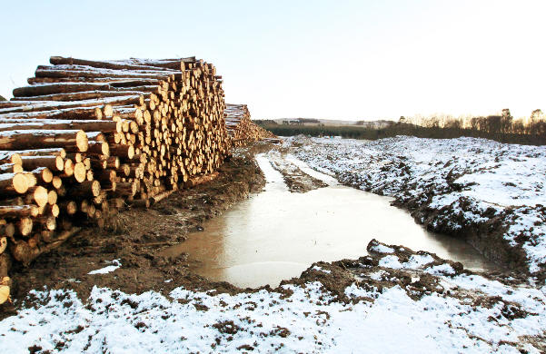 forest behind the former camp, felled and logged