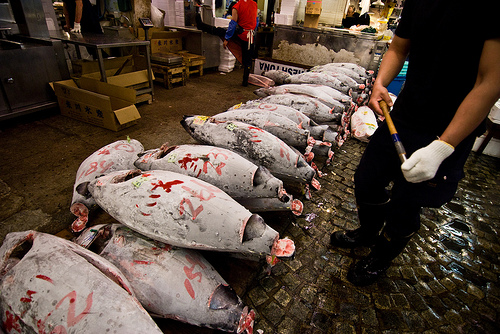 Bluefin Tuna at Tsujiki fish market, Tokyo. Photo: flickr.com/stewart