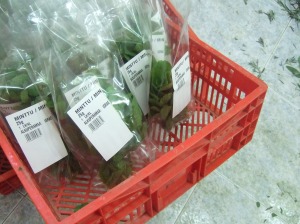 Herbs inside the Halpert Moshe Packing House