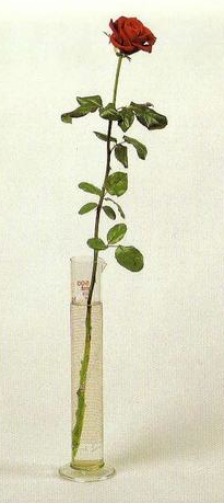 For Direct Democracy a "Measured Rose", by Joseph Beuys