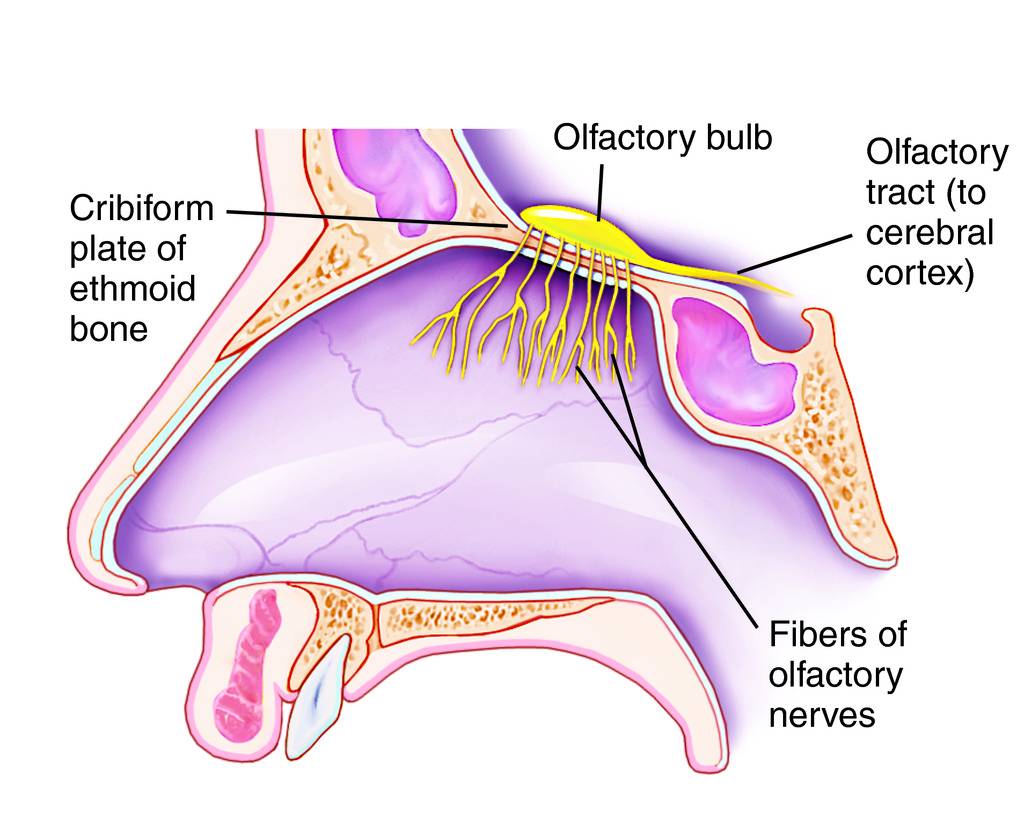 The Olfactory Nerve, The Free Dictionary