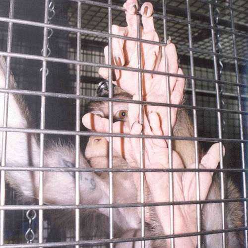 Alice: Innocent victim of the Institute of Neurology