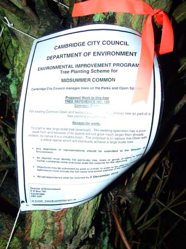 One of the felling notices attached to a "shrubby" tree.