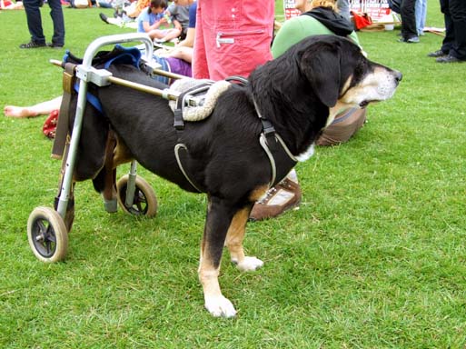 Dog on wheels!