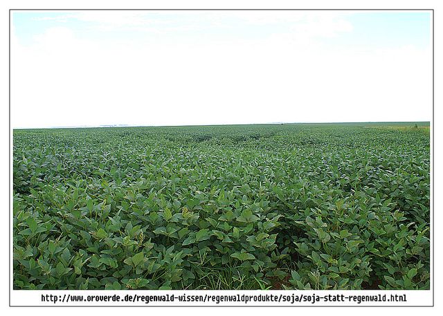 soja-statt-regenwald