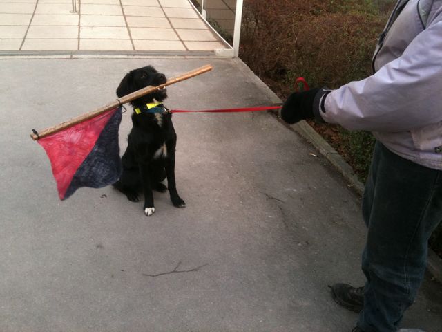 Anarcho-dog (yes, we counted it as one of the 20 at the demo!)