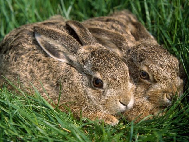Young hares at rest: these animals are targeted in coursing