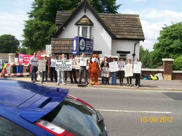 Dogs 4 us Manchester
