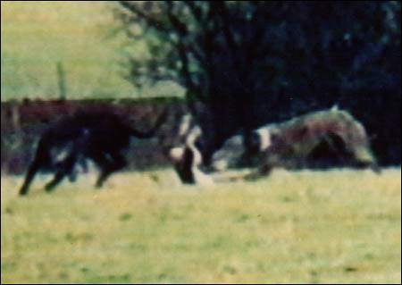 Another hare comes to grief at a coursing event.
