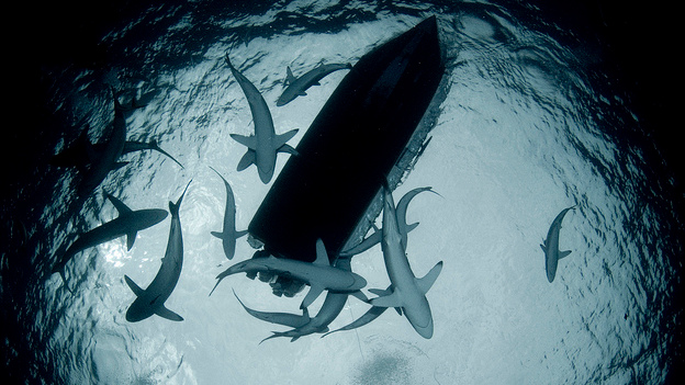 Fishermen catch sharks for their fins. Photo by flickr.com/bibblojonas